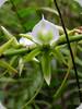 Angraecum eburneum xerophyllum